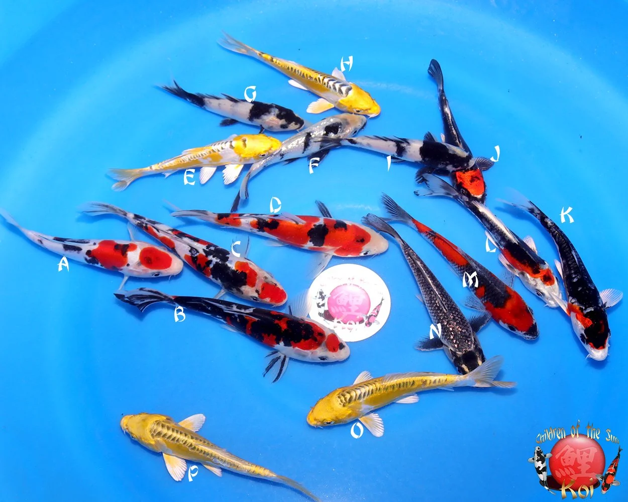 Aokiya Tosai Koi Mix 126.jpg