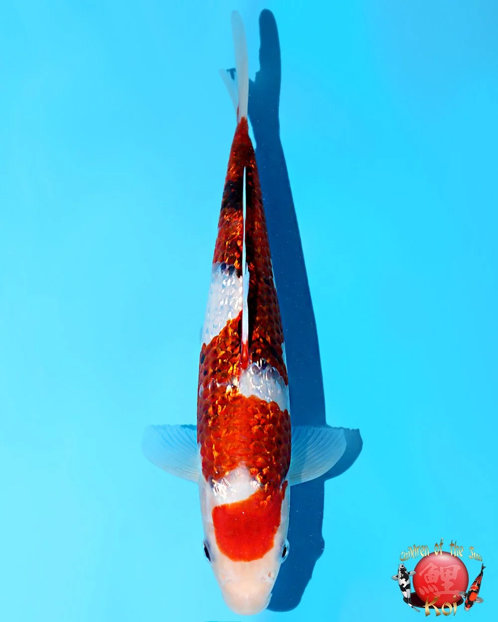 Marushin Tosai Ginrin Koromo