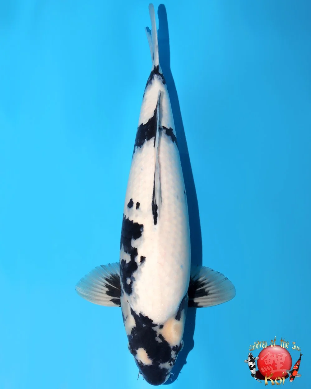 Omosako Nisai Shiro Utsuri