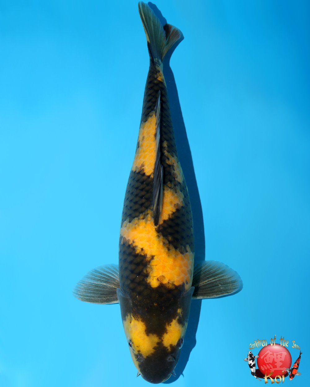 Otsuka Nisai Ki Utsuri