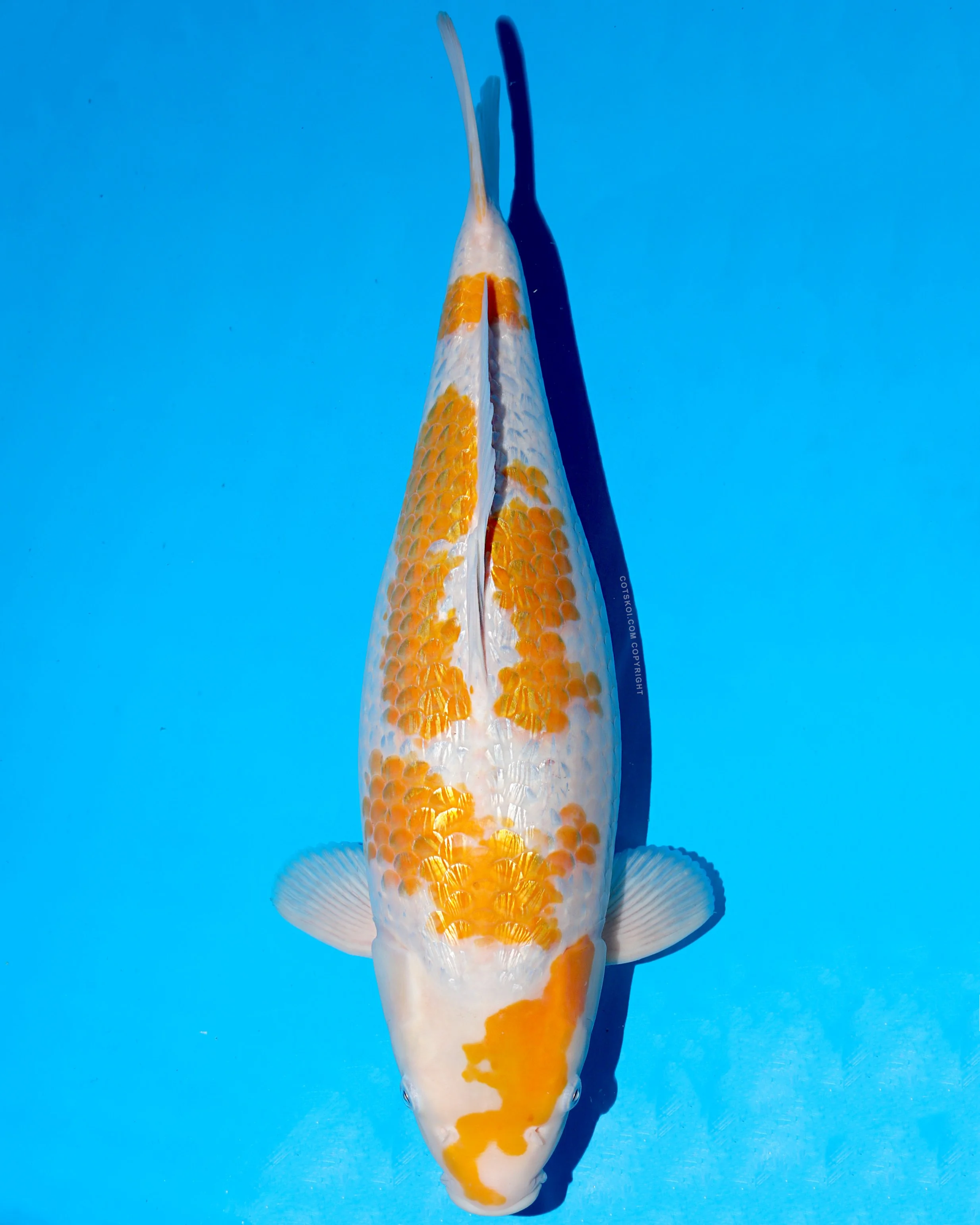 Ikarashi Toshinobu Nisai Tama-Usagi 48cm Female
