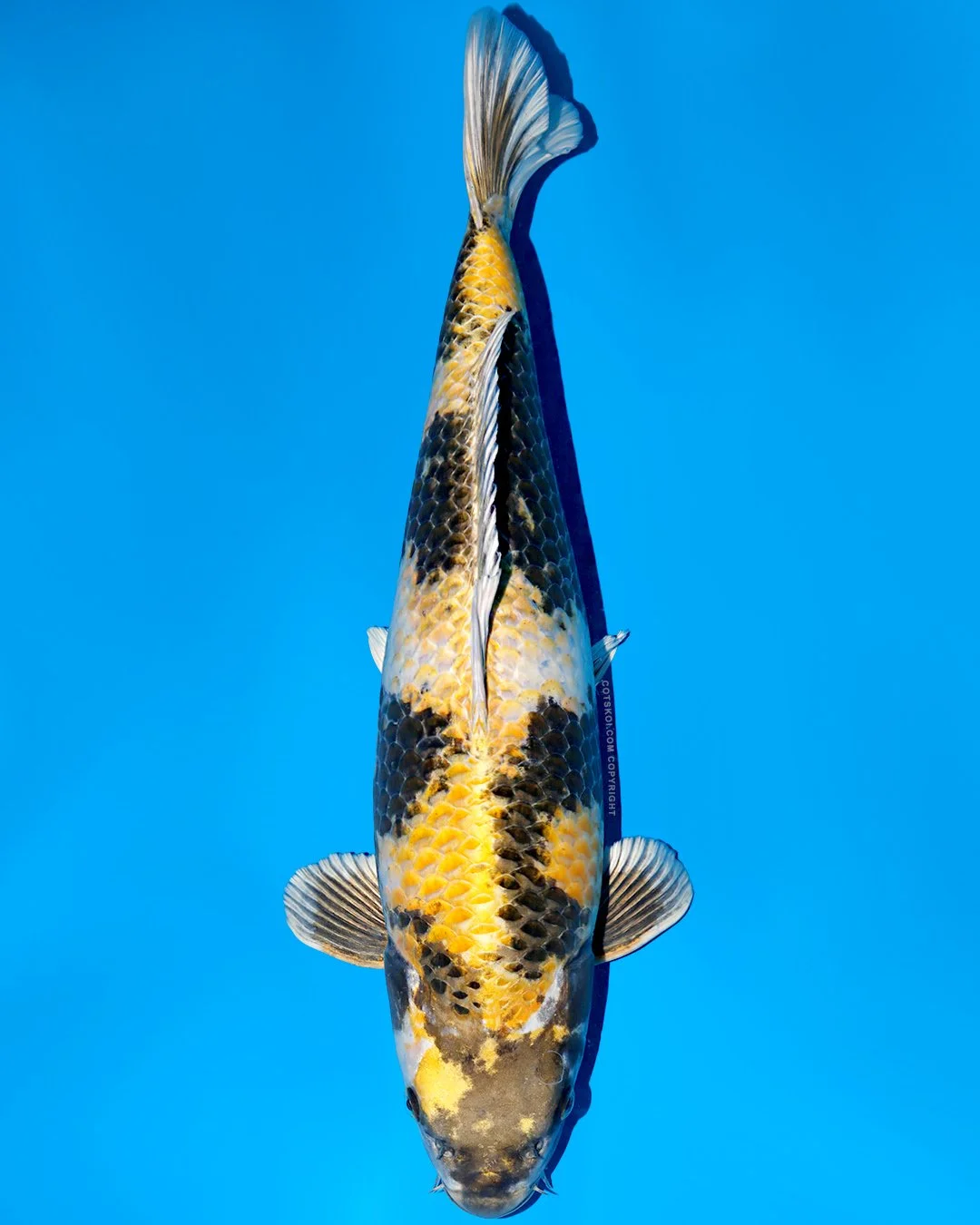 Ikarashi Toshinobu Nisai Kin Ki Showa 51cm Female