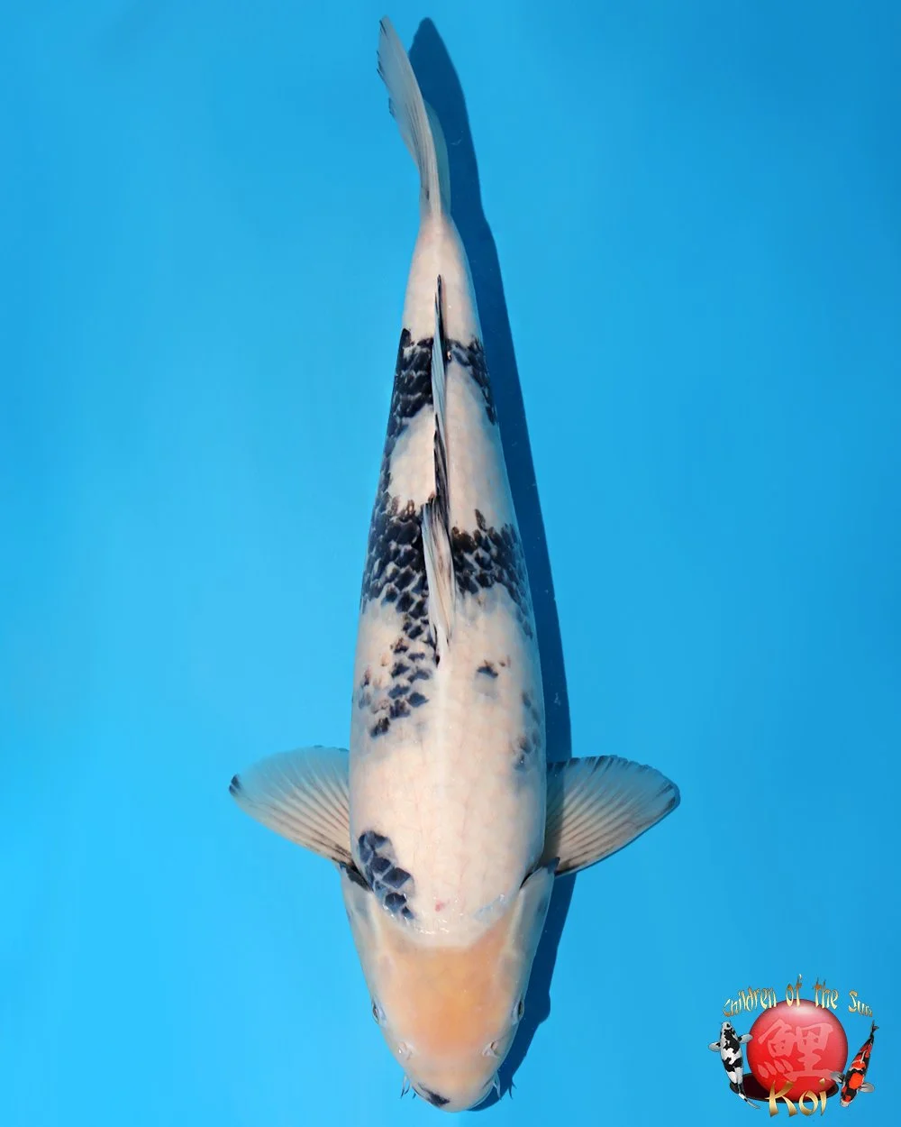 Omosako Nisai Shiro Utsuri