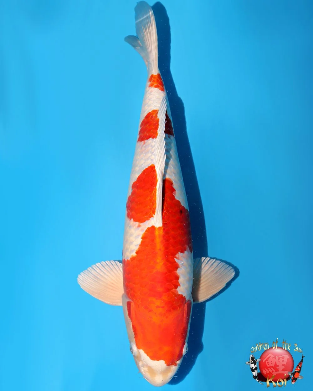 Kanno Sansai Sakura Ogon