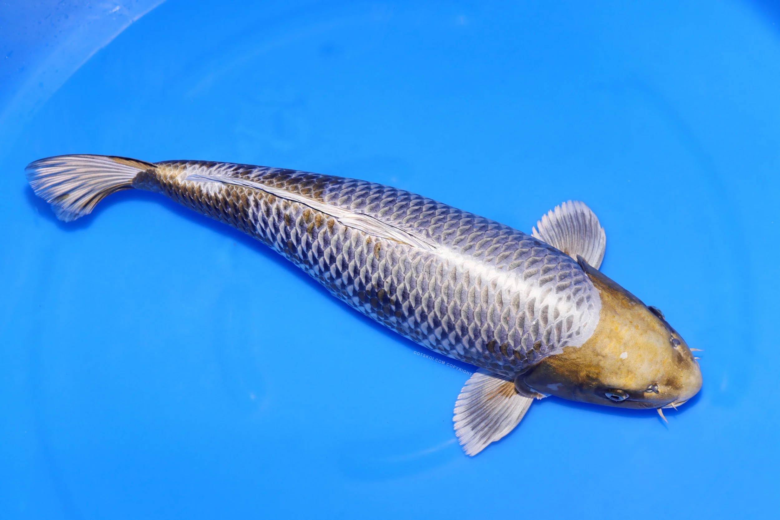 Ikarashi Toshinobu Nisai Kogane Ochiba 54cm F 126a.jpg