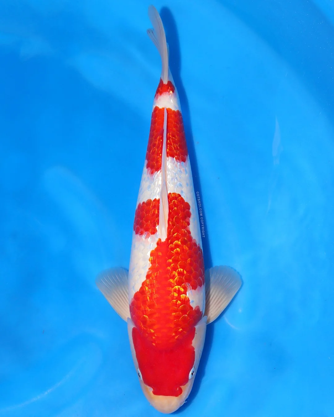 Marushin Nisai Ginrin Kohaku 45cm Male