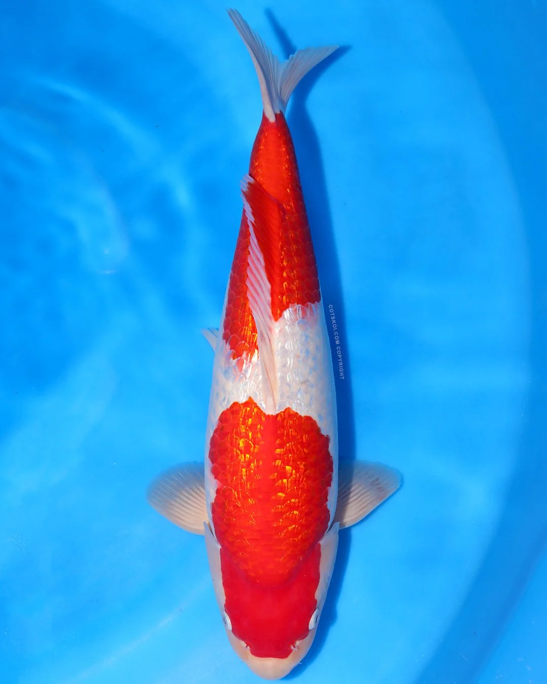 Marushin Nisai Ginrin Kohaku 45cm Female #2