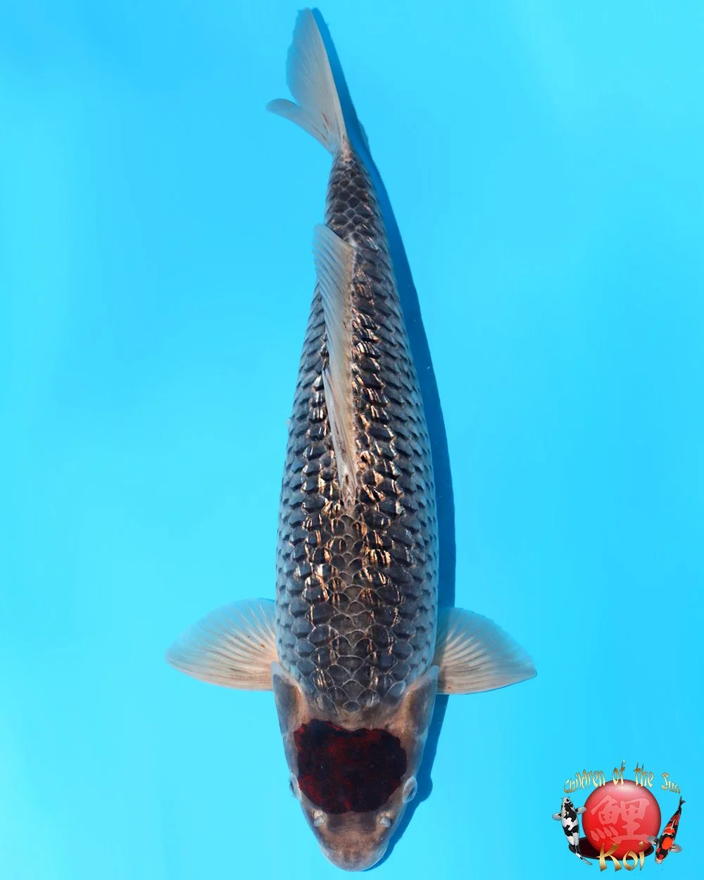 Miyatora Nisai Tancho Ginrin Goshiki 56cm.jpg