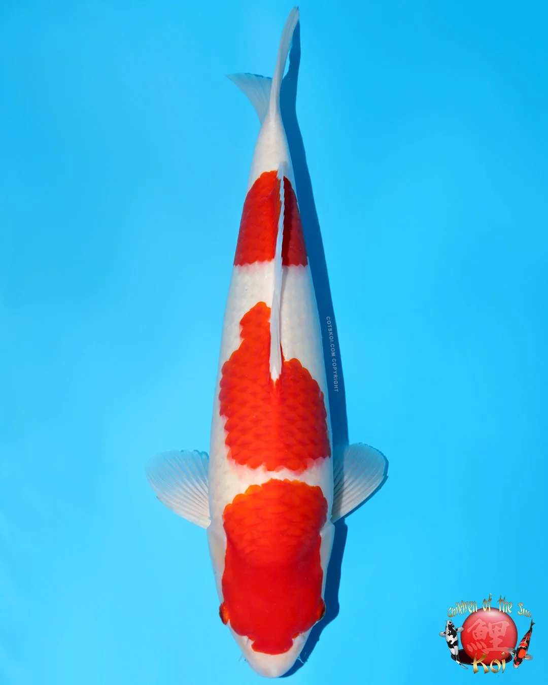 Momotaro Tosai Kohaku
