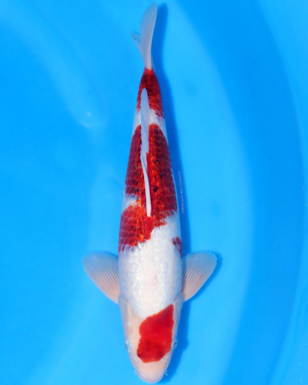 Marushin Nisai Ginrin Koromo 40cm Male