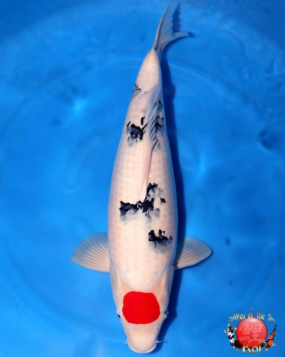 Miyatora Nisai Tancho Sanke