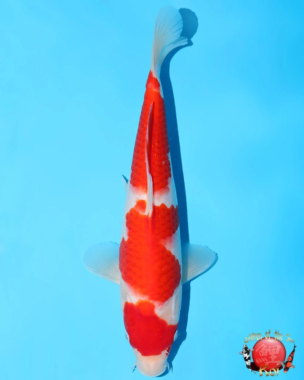 Murata Tosai Kohaku