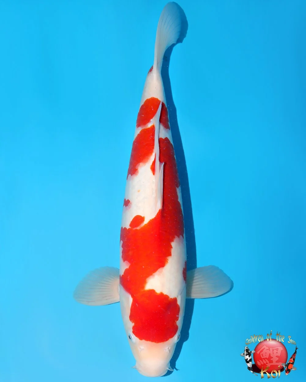 Nagoshi Nisai Kohaku