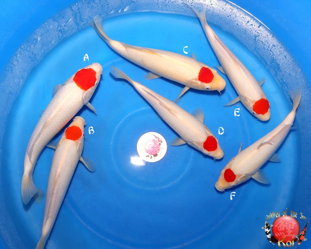 Maruhide Tosai Tancho Kohaku