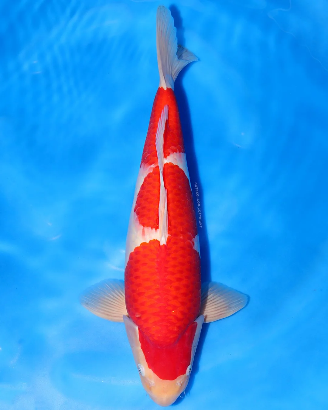 Marushin Nisai Kohaku 45cm Male #3