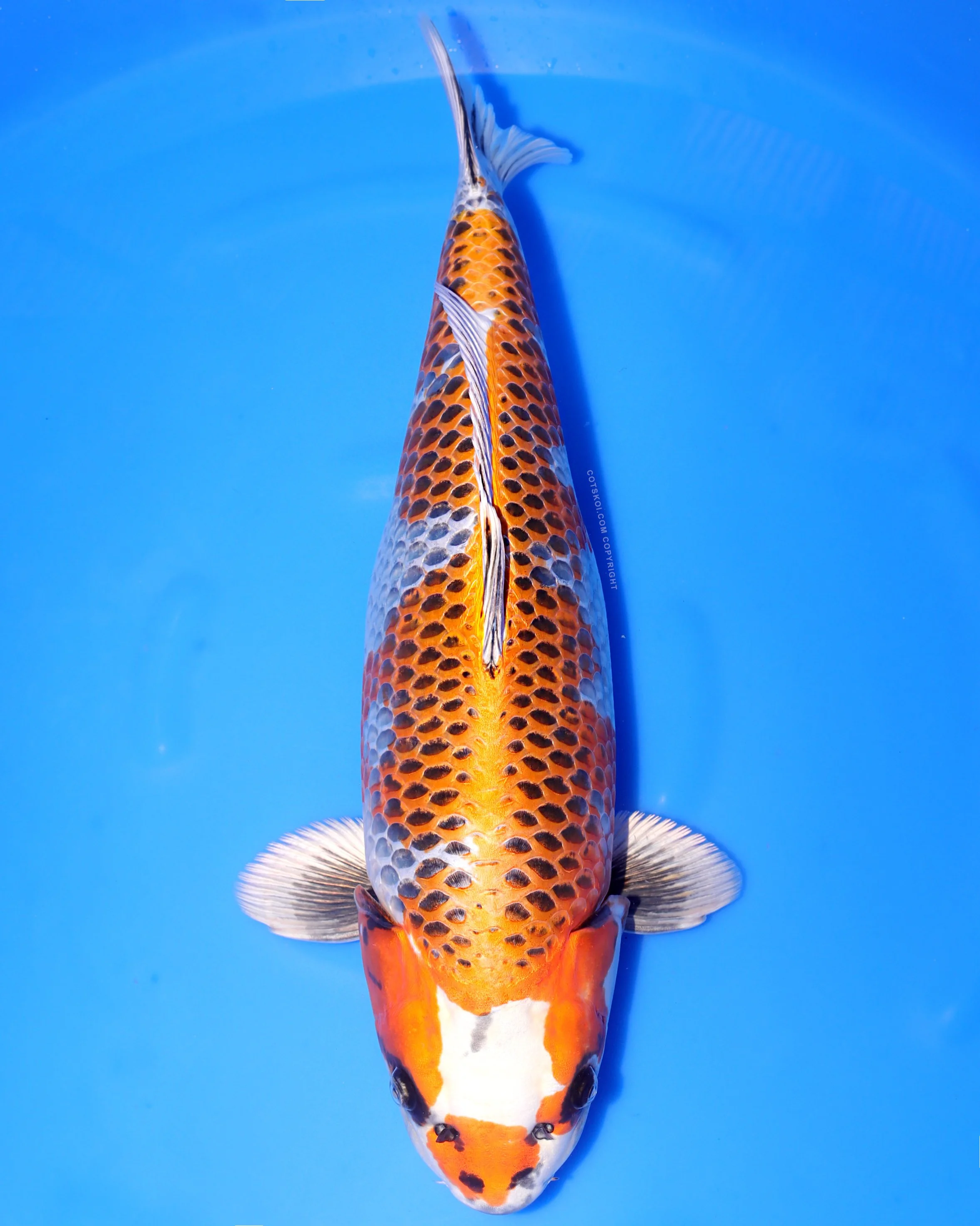 Ikarashi Toshinobu Nisai Beni Ginga 55cm Female
