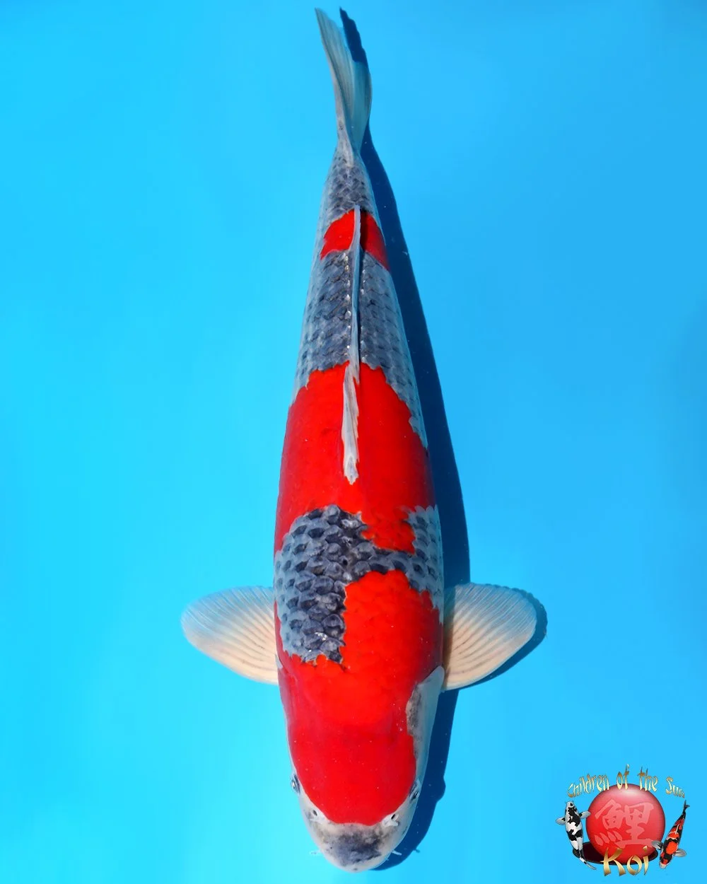 Kanno Sansai Goshiki