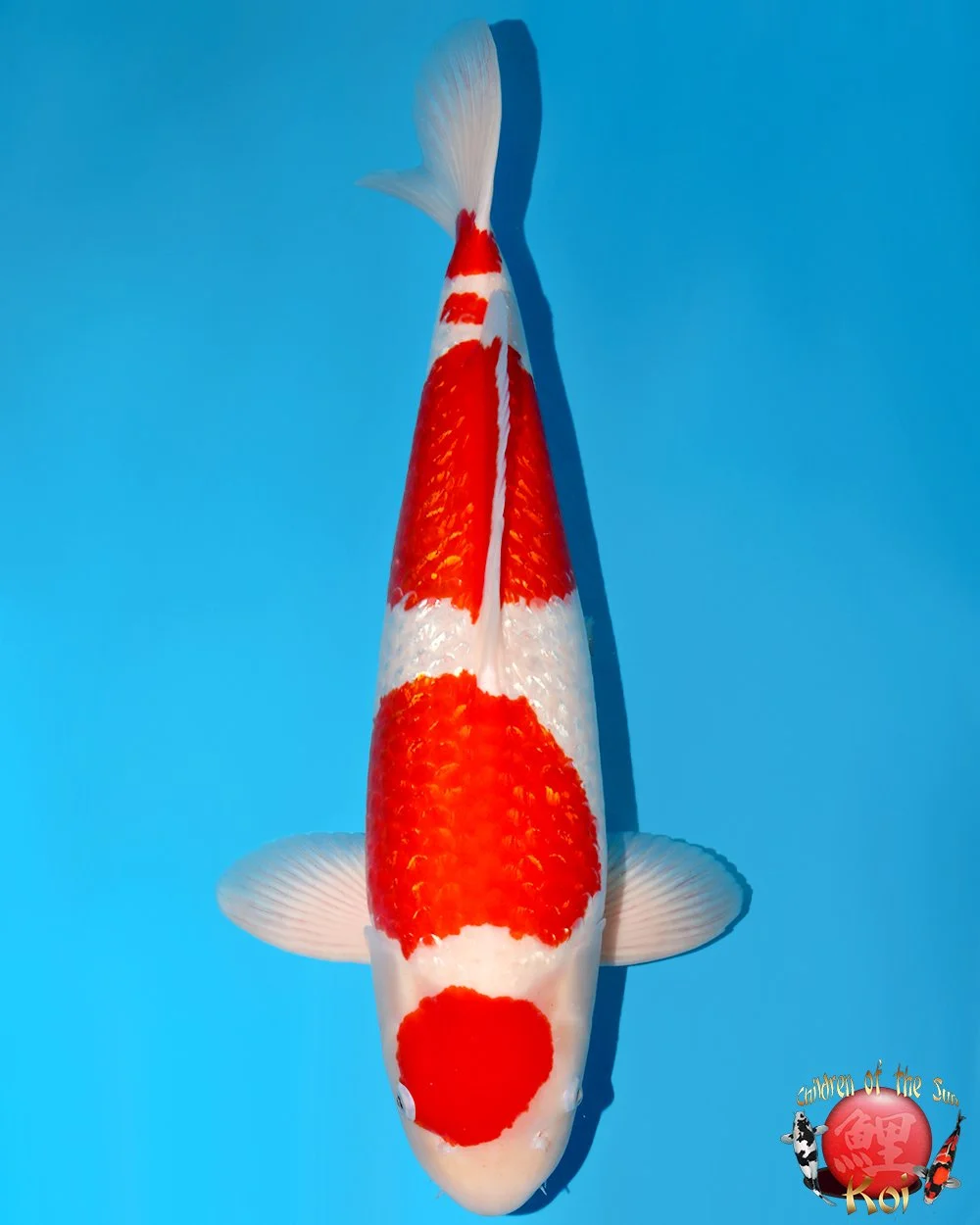 Marushin Yonsai Ginrin Kohaku