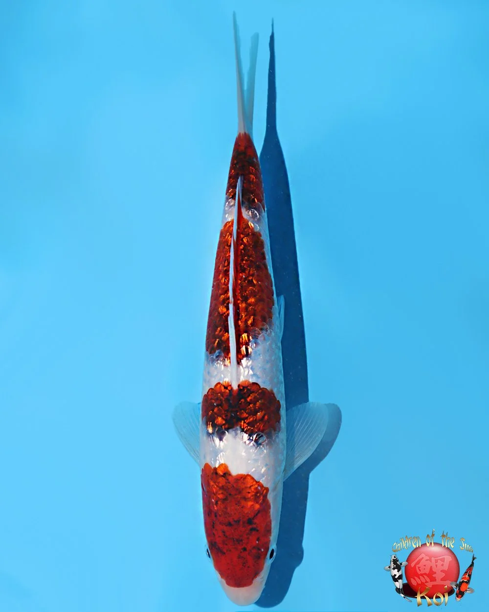 Marushin Tosai Ginrin Koromo