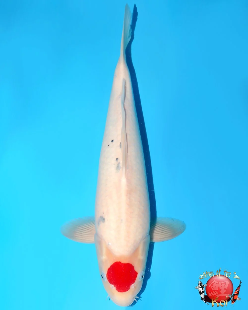 Nagoshi Nisai Tancho Sanke