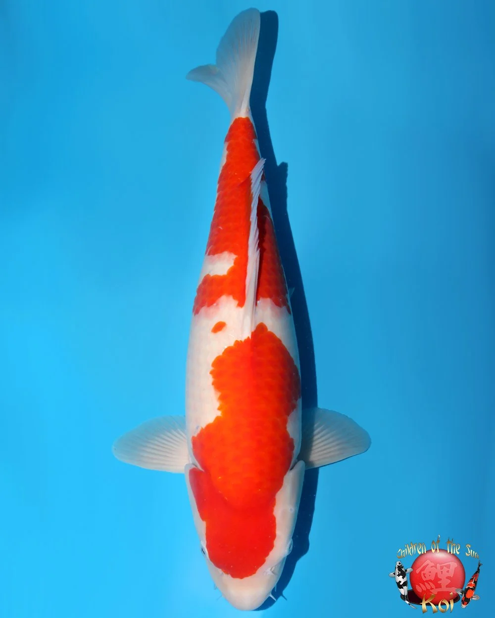 Nagoshi Nisai Kohaku