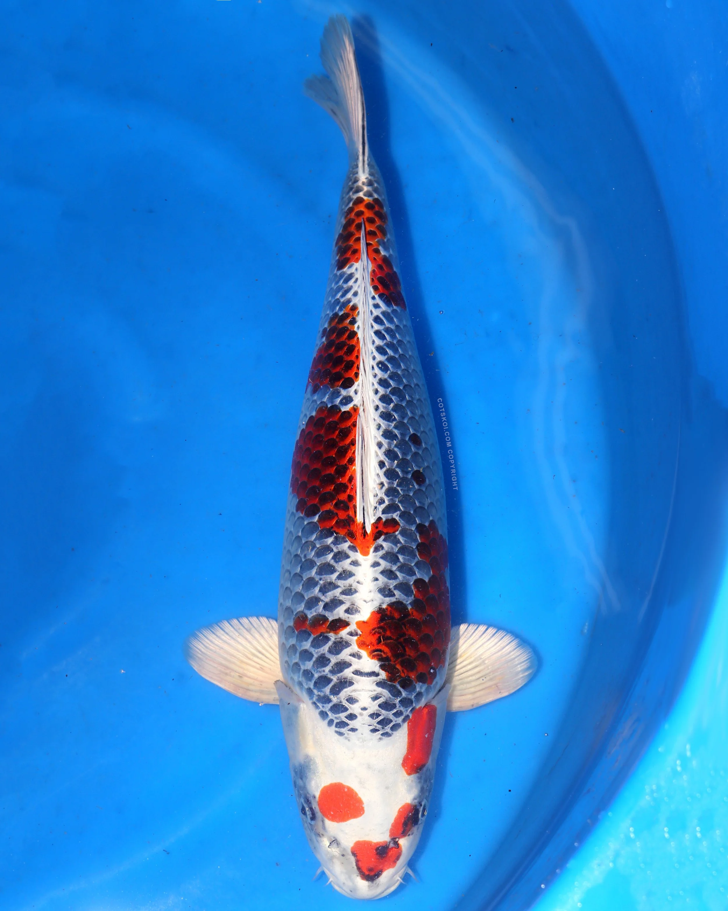 Ikarashi Toshinobu Sansai Kujaku 58cm Female