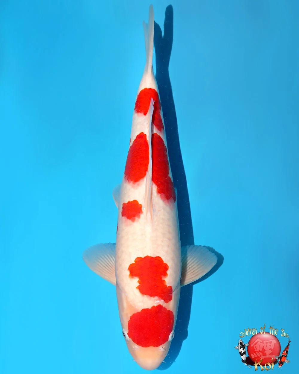 Nagoshi Nisai Kohaku