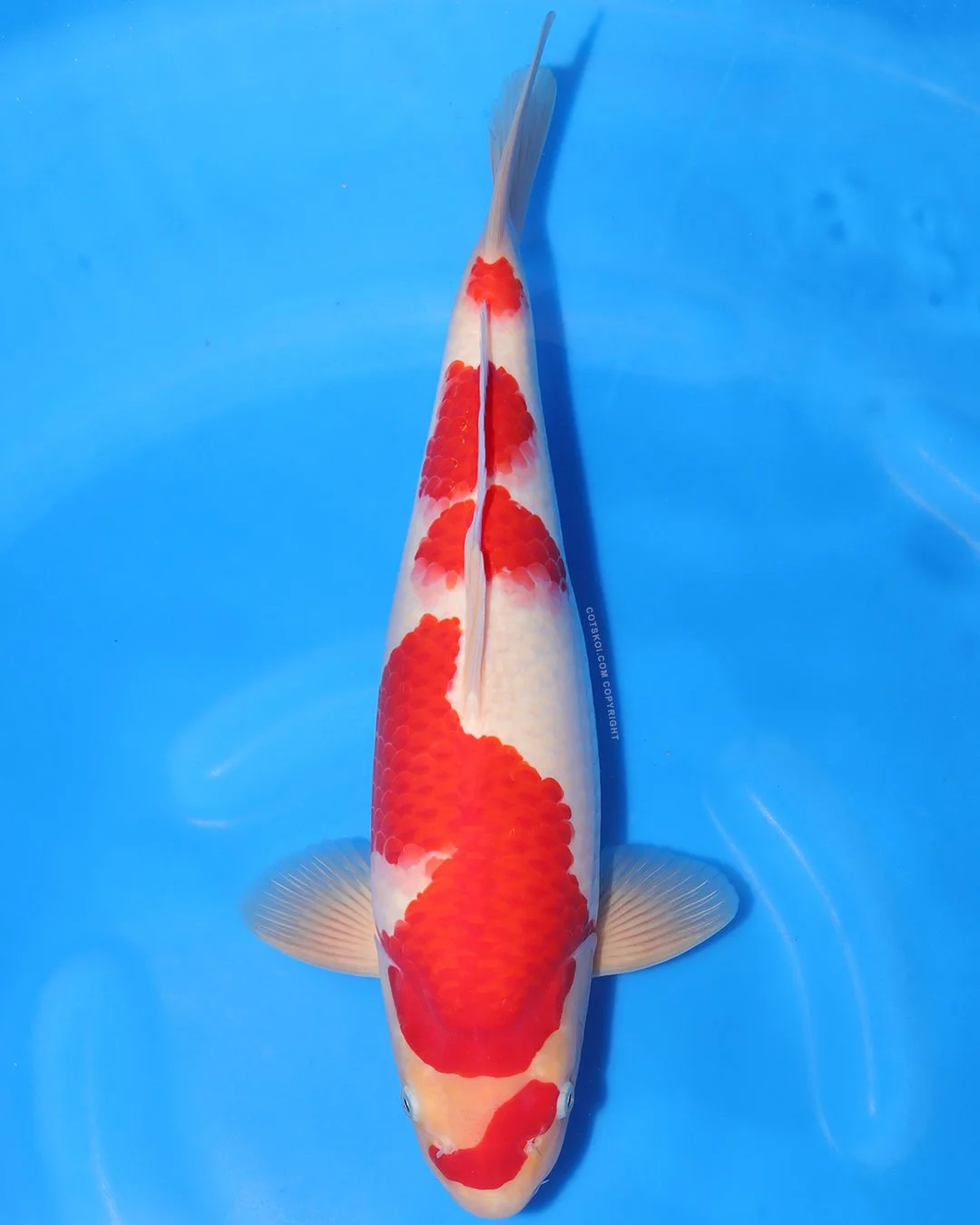 Marushin Nisai Kohaku 45cm Male #6