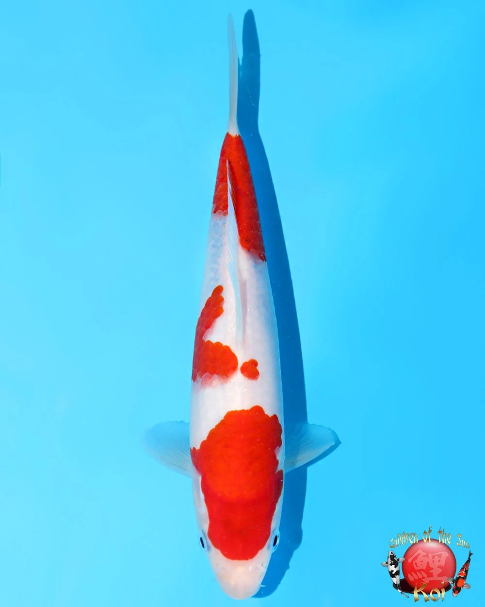 Marushin Tosai Koromo 21cm