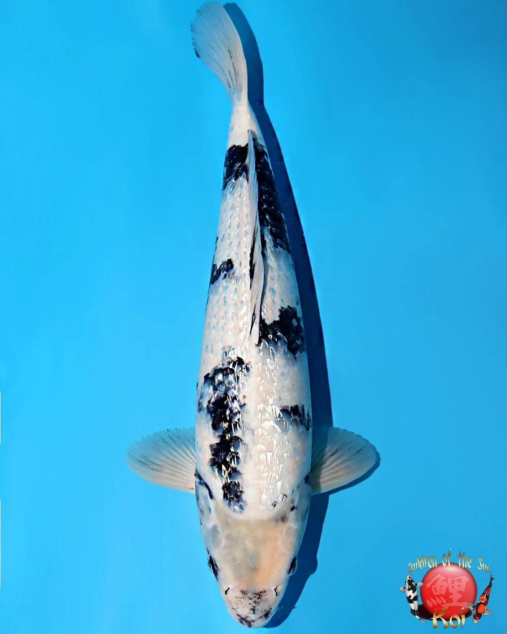 Omosako Nisai Ginrin Shiro Utsuri