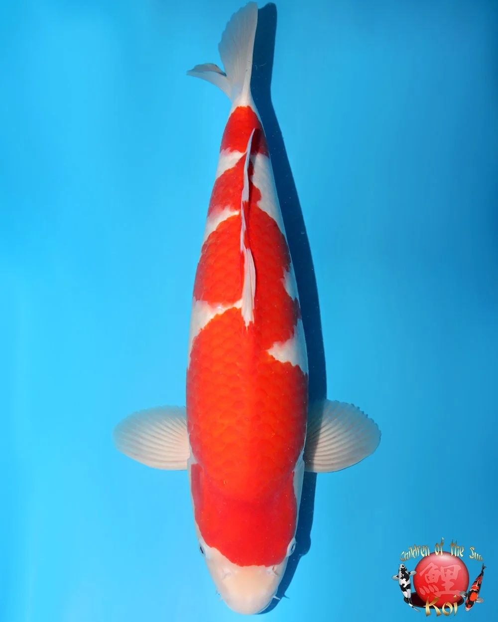 Nagoshi Nisai Kohaku