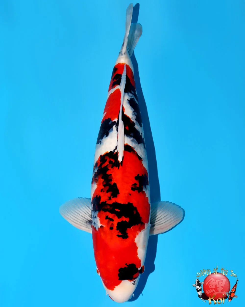 Maruyama Yonsai Showa