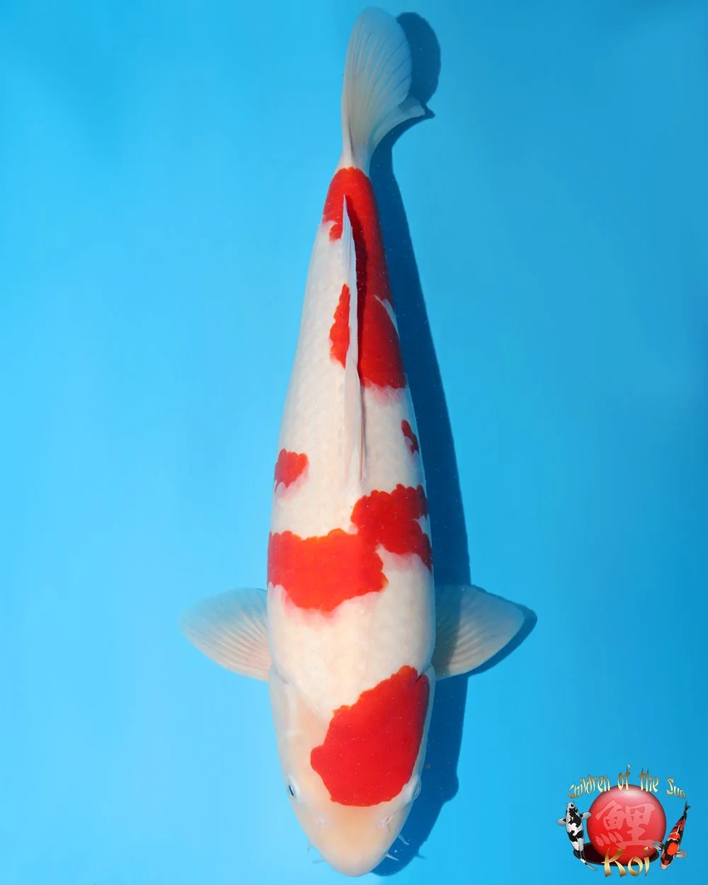 Nagoshi Nisai Kohaku