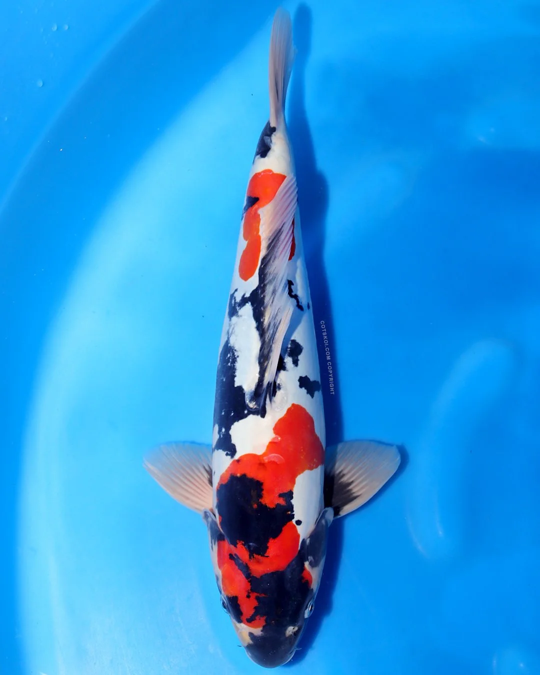 Marushin Nisai Doitsu Showa 45cm Male