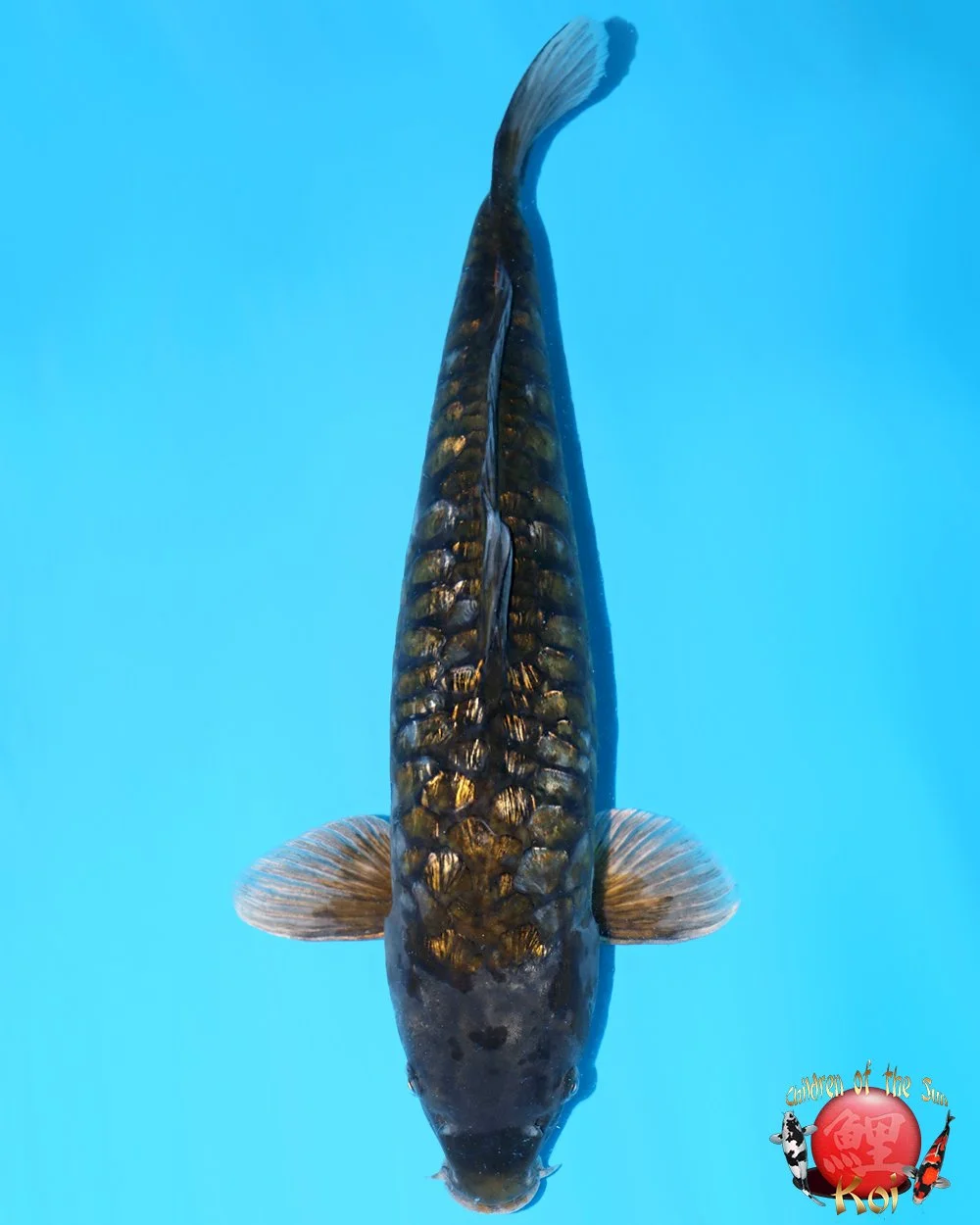 Ikarashi Toshinobu Sansai Godzilla 45cm.jpg