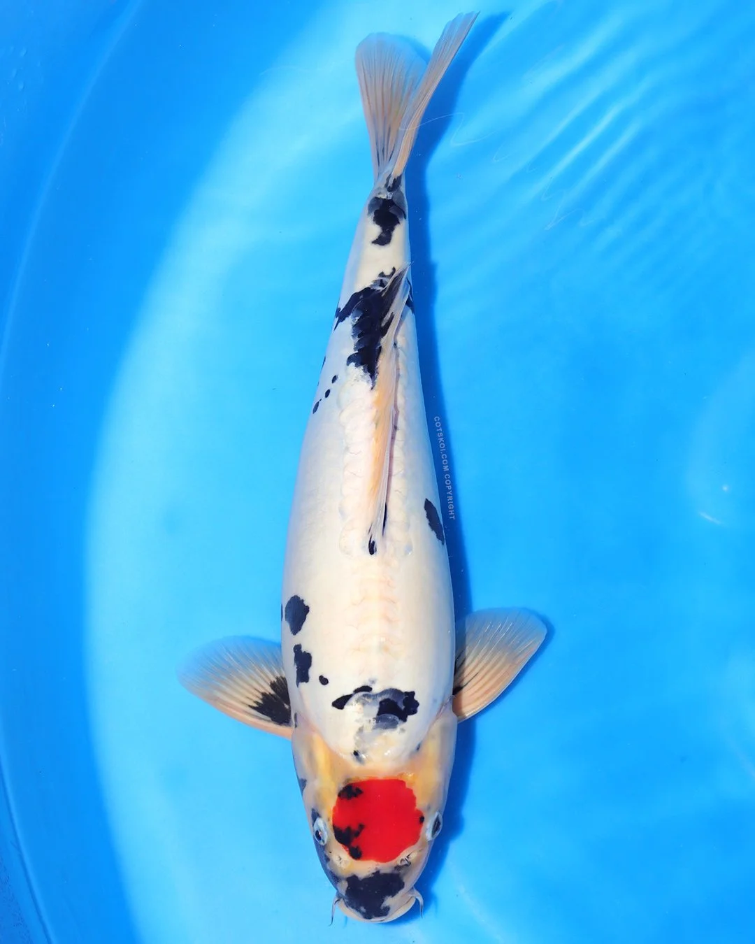 Marushin Nisai Tancho Doitsu Showa Male 45cm