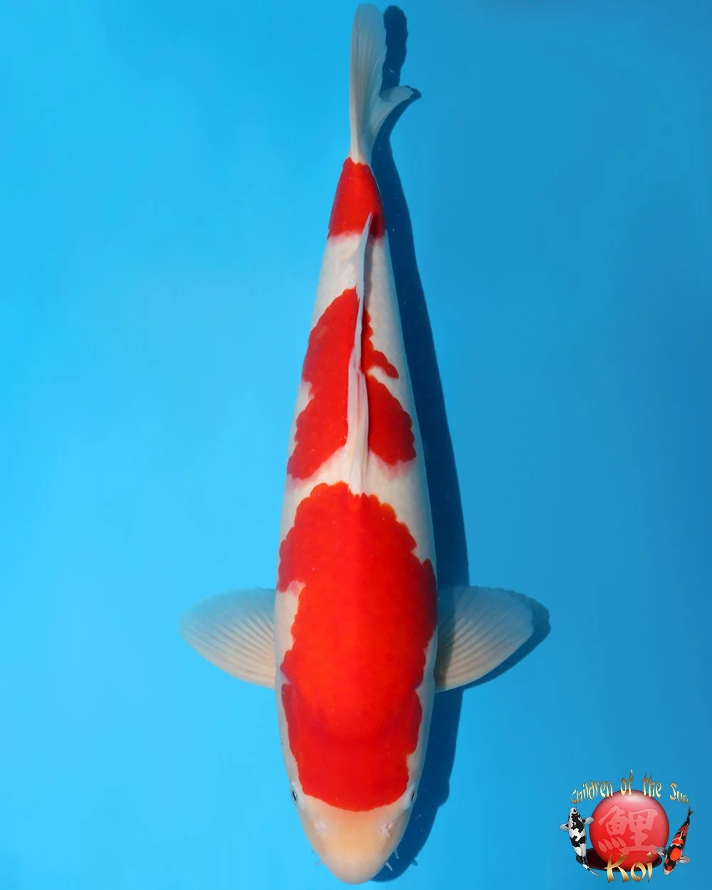 Nagoshi Nisai Kohaku