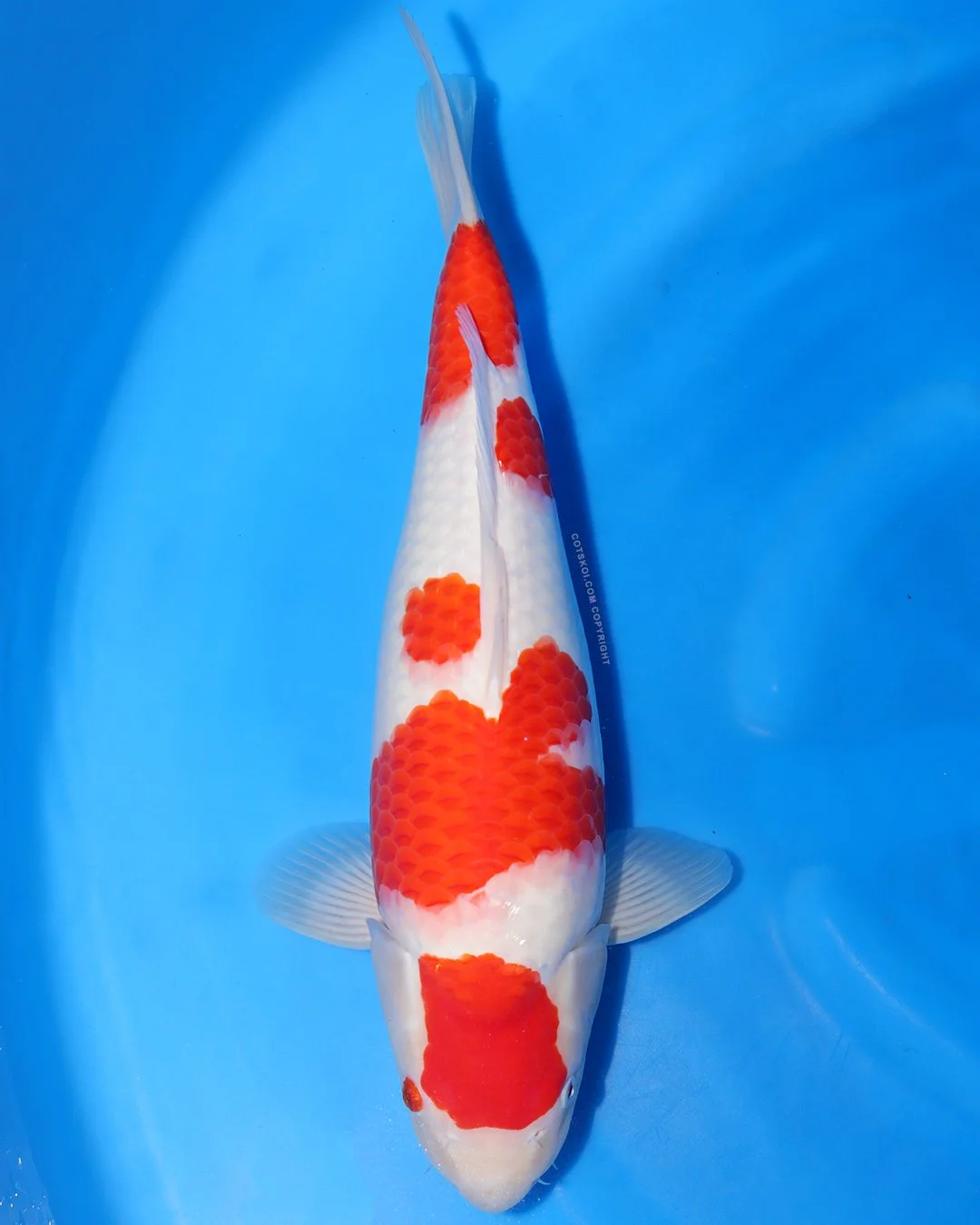 Marushin Nisai Kohaku 48cm Female