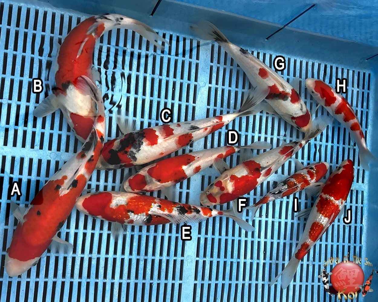 Ooya Gosanke Mix.jpg