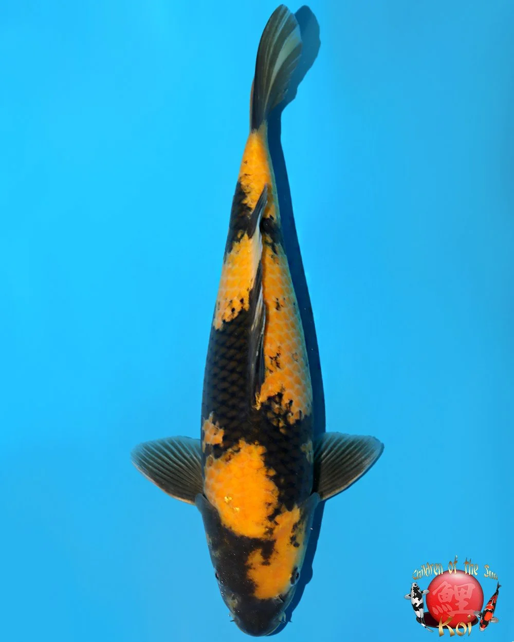 Otsuka Nisai Ki Utsuri