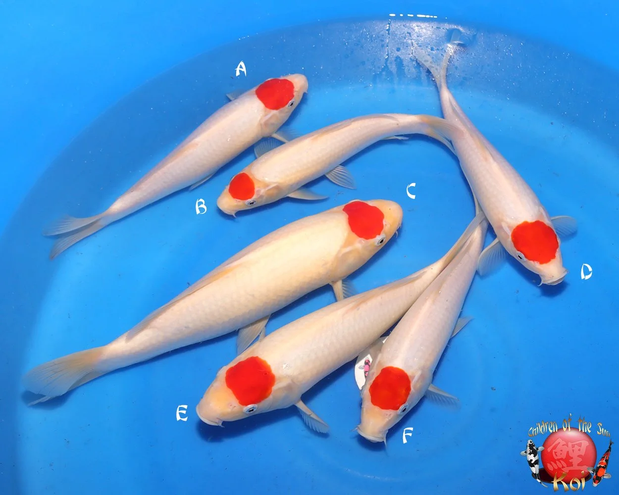 Maruhide Tosai Tancho Kohaku 126.jpg