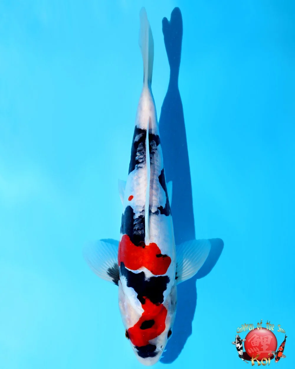 Marushin Tosai Doitsu Showa
