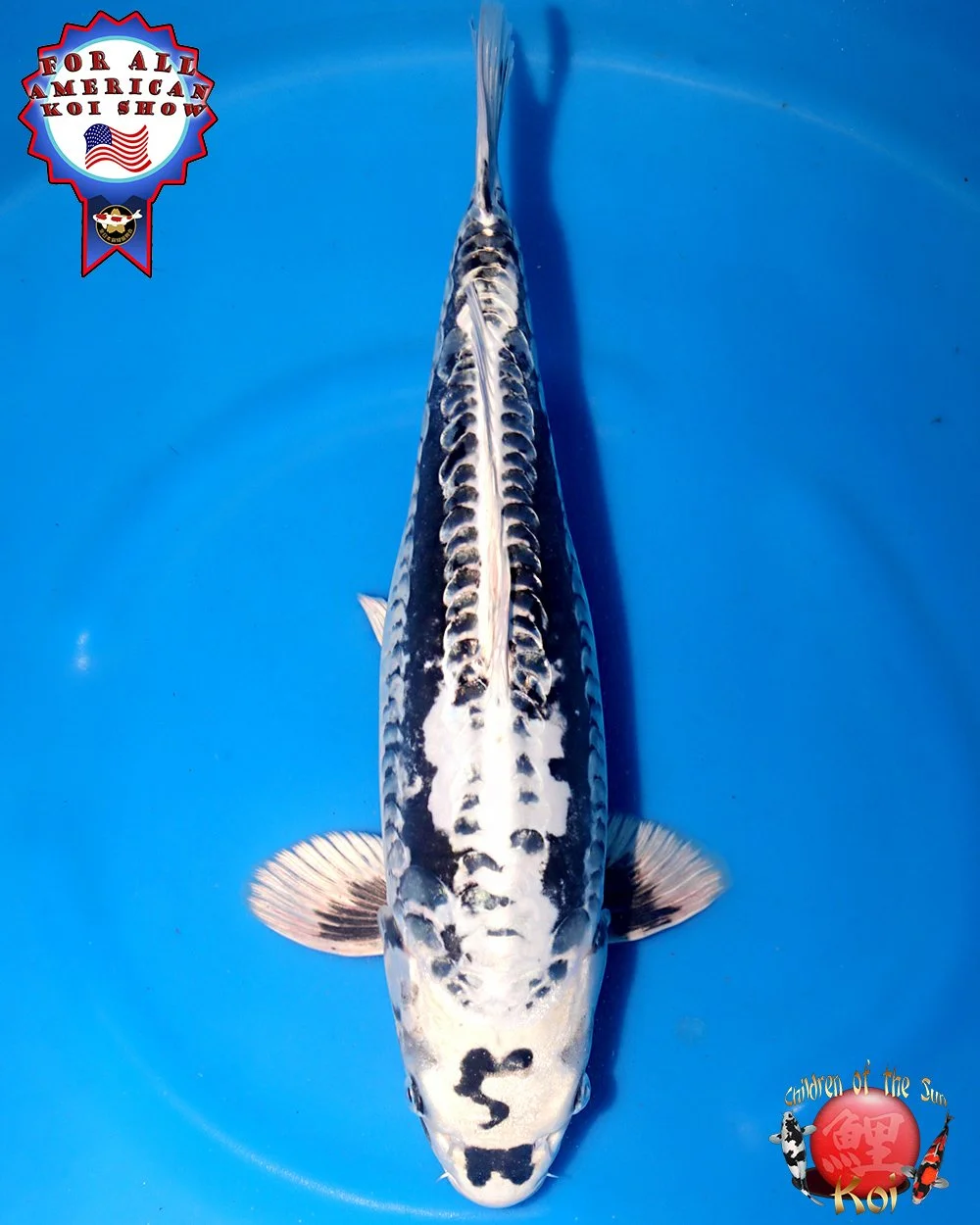 Ikarashi Toshinobu Nisai Godzilla