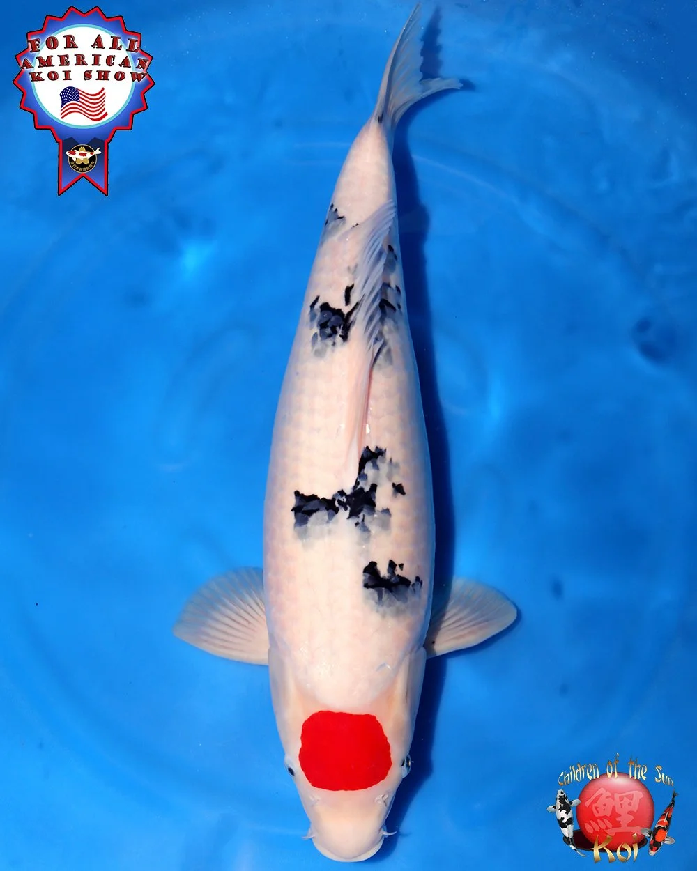 Miyatora Nisai Tancho Sanke