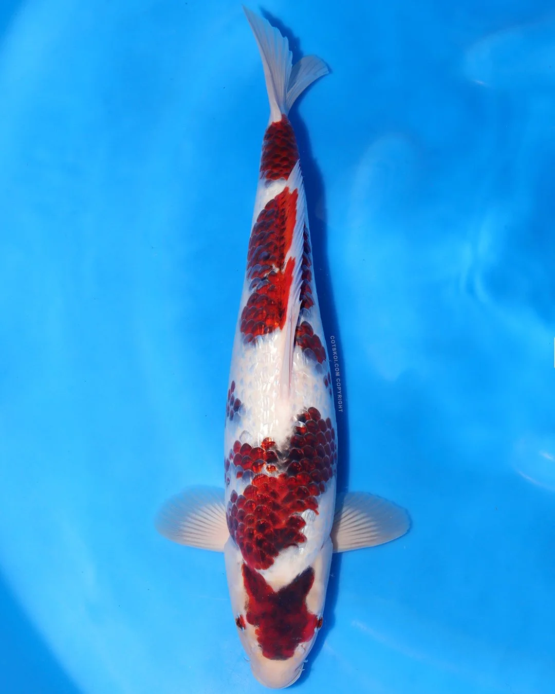 Marushin Nisai Ginrin Koromo 45cm Male #2