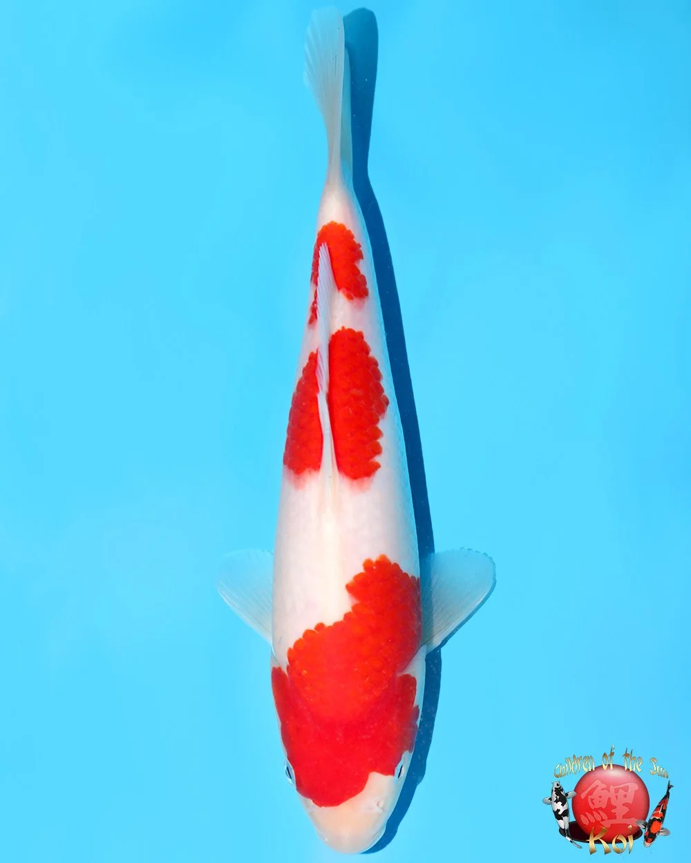 Murata Tosai Kohaku