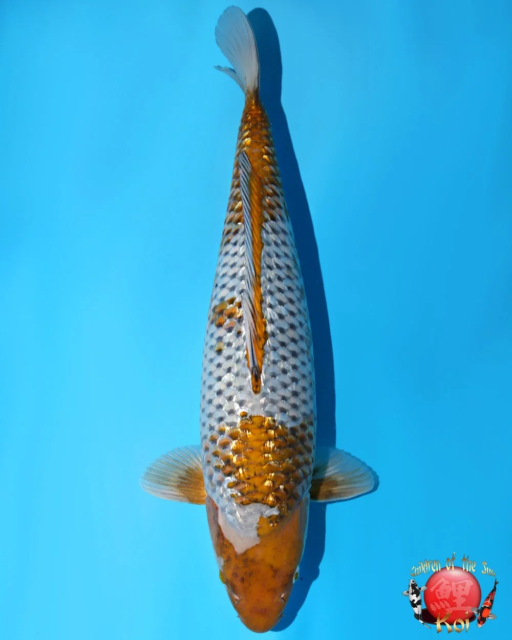 Omosako Nisai Ginrin Ochiba