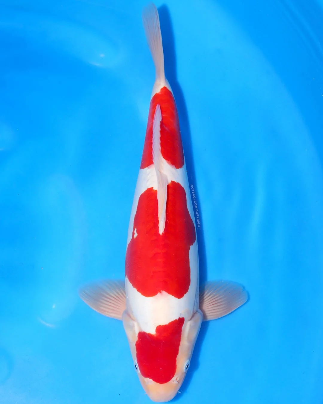 Marushin Nisai Doitsu Kohaku 45cm Male