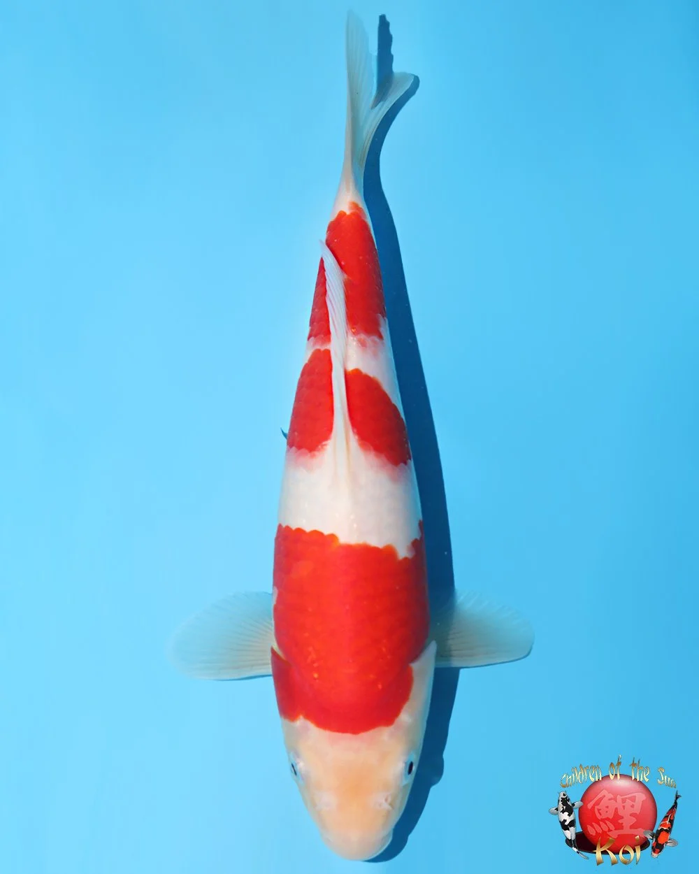 Murata Tosai Kohaku
