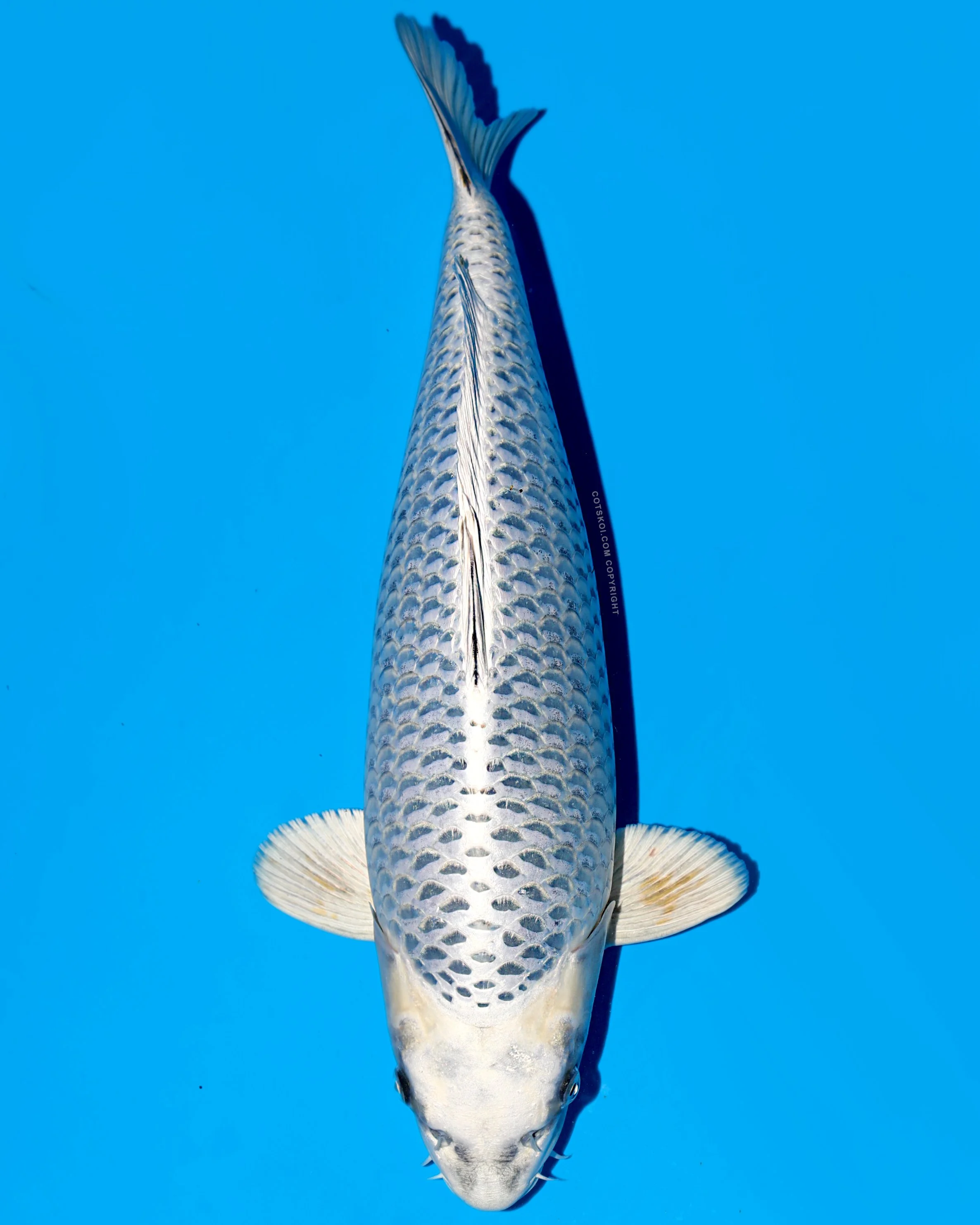 Ikarashi Toshinobu Nisai Nezu Ogon 52cm Female